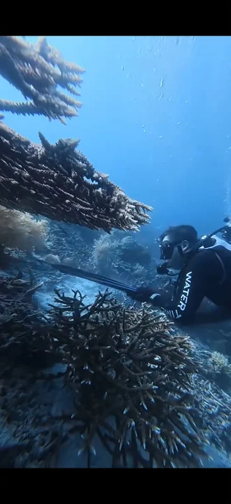 Underwater video frame: a scuba diver beside branching coral, holding a speargun.