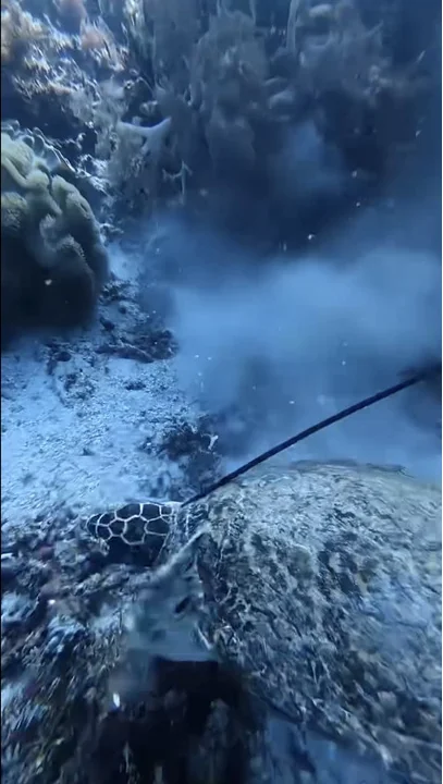 Underwater video frame: a sea turtle on the reef with a spear line running across it.
